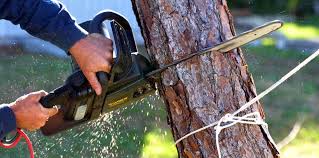 Tree and Shrub Care in Penitas, TX