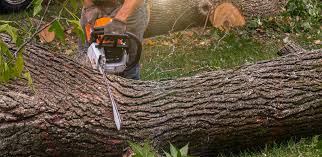 How Our Tree Care Process Works  in  Penitas, TX